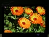 LG M228WA