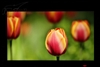 LG W2486L