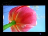LG L227WTP