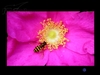 LG L227WTP