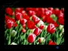 LG L227WTP