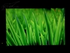 BenQ FP94VW