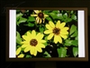 苹果M9177(20英寸)