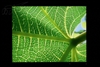 DELL 2007FP