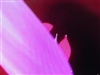 三星244T
