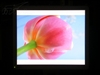 BenQ FP93V
