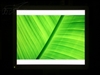 BenQ FP93V