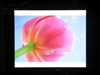 EIZO FlexScan P1700