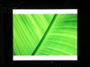 EIZO FlexScan P1700