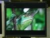 EIZO FlexScan P1700