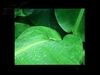 飞利浦190V6