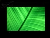 BenQ FP92W