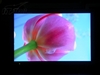 BenQ FP92W