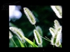 BenQ FP92E