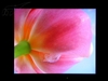 BenQ FP92E