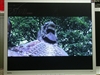 BenQ FP92E