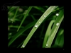 BenQ FP2092