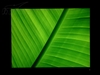 BenQ FP2092