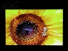 BenQ FP93VW