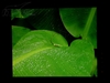 华硕PG191