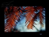 LG L226WT