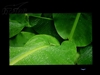 LG L226WT