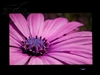 LG L226WT