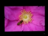 三星225MS