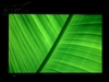 BenQ FP222WH