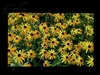 BenQ FP222WH