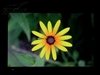 BenQ FP222WH