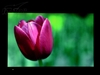 BenQ FP222WH