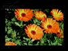 BenQ FP222WH