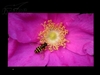 BenQ FP222WH
