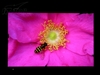 BenQ FP222WH