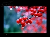 BenQ FP222WH