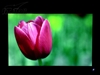 LG L225WT