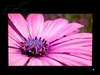 LG L225WT