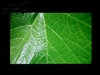 AOC 913Fw
