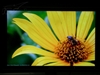 DELL 2407WFP-HC