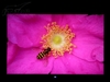 优派VP2250wb