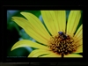 BenQ T261W