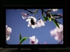 BenQ T261W
