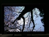 BenQ T261W