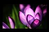 BenQ E2420HD