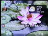 阿尔卡特OT-800
