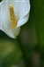 腾龙SP AF180mm F/3.5 Di LD Macro