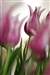 腾龙SP AF180mm F/3.5 Di LD Macro