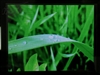 长虹佳华MV209(2GB)