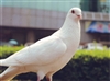 佳能炫飞 CP760